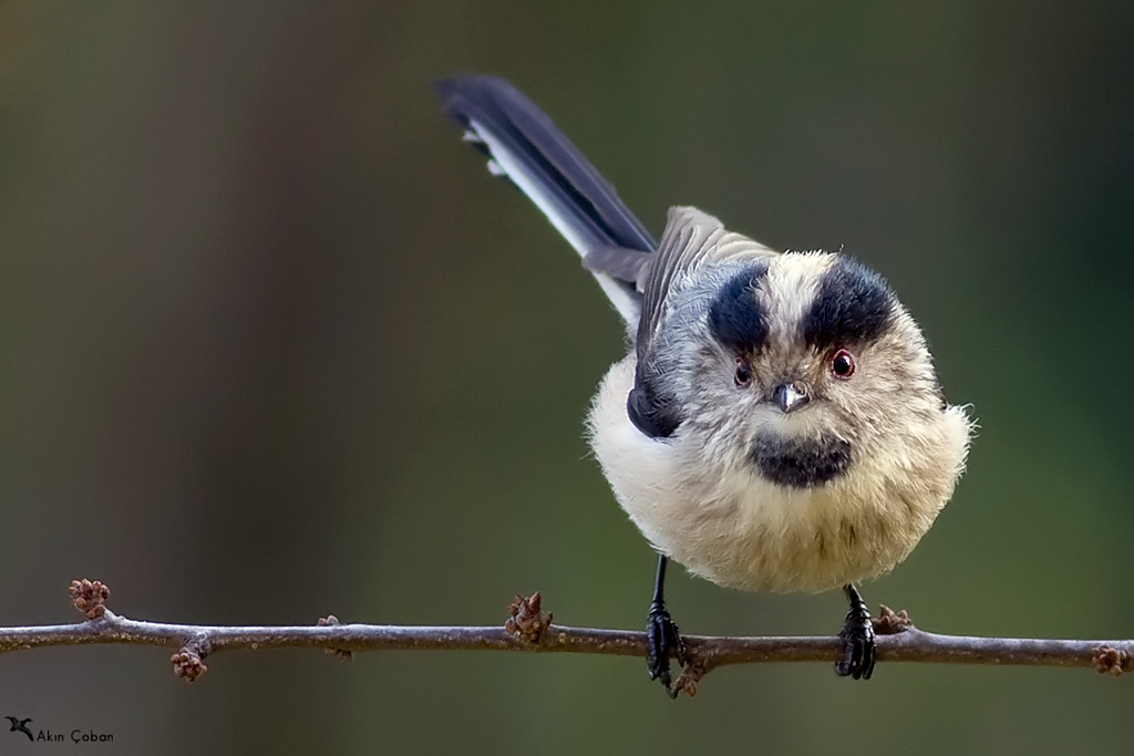 Uzunkuyruklu Batankara I