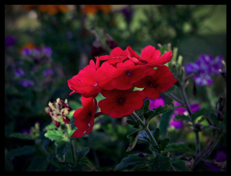 �i�ek Kokusu 5....