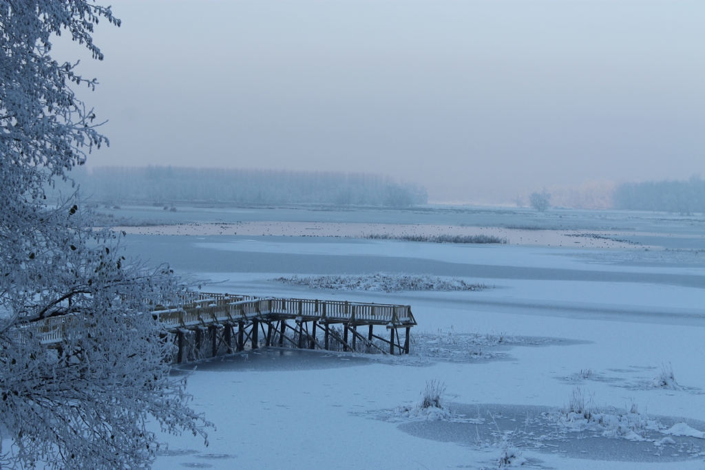 Eftani G�l�_Buz Beyaz�