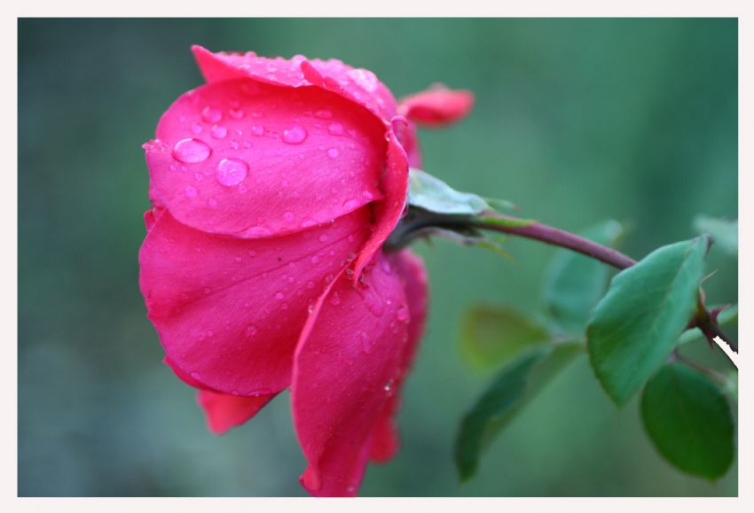 Gl ve yamur Damlacklar