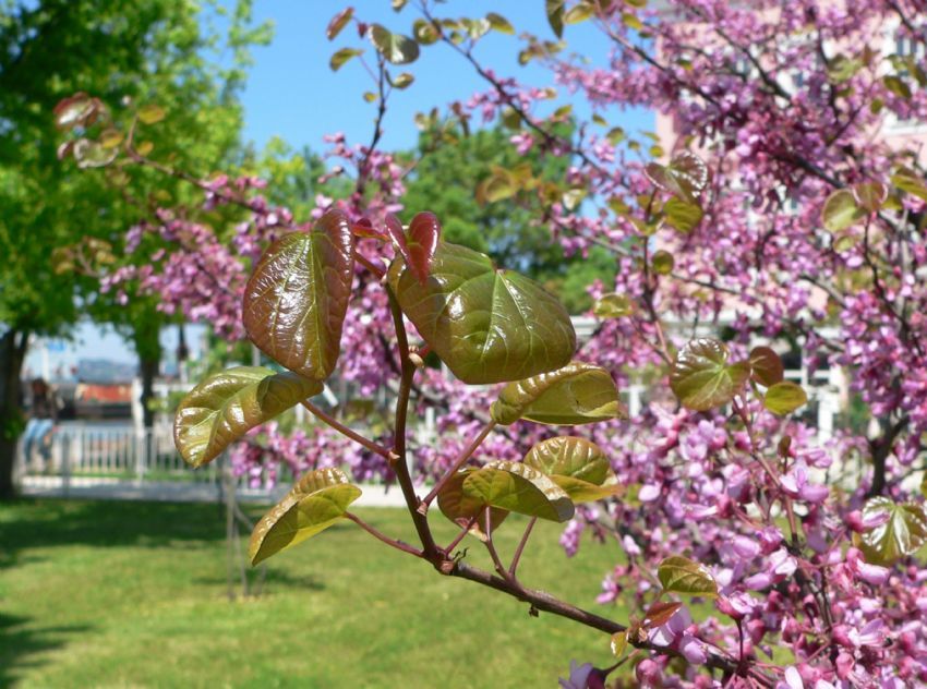 YAPRAKLARI KALPTEN...