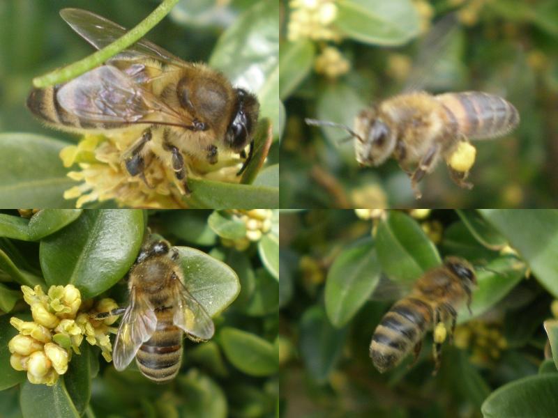 Apis mellifera (bal ars)