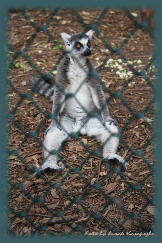 lemur