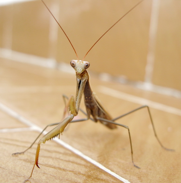 Mantis (Peygamber Devesi)