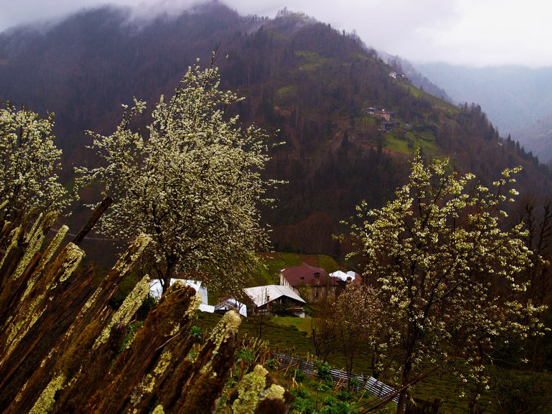 �aml�hem�in-Tap