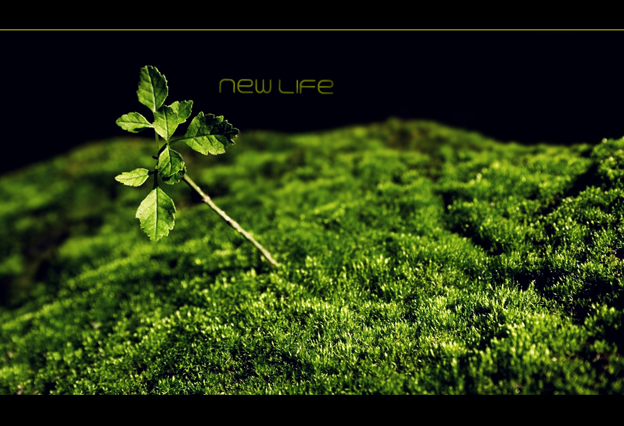 New Life