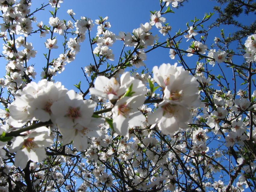 BAHARIN GEL���