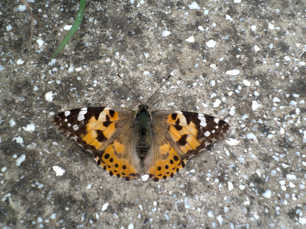 konmu� kelebek par�as�