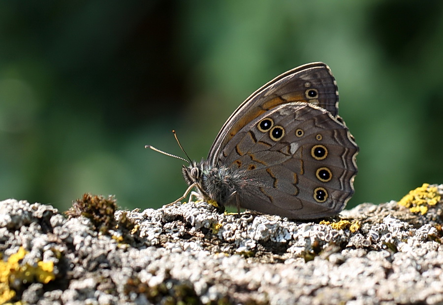 Aa Esmeri (Kirinia roxelana)