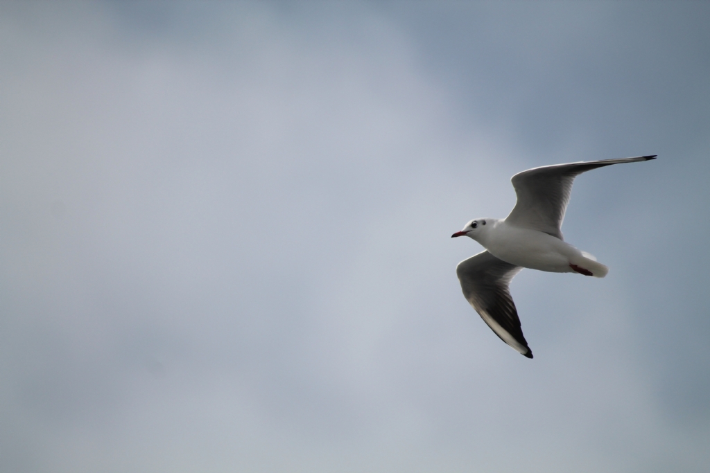 U�un ku�lar �zmire do�ru...