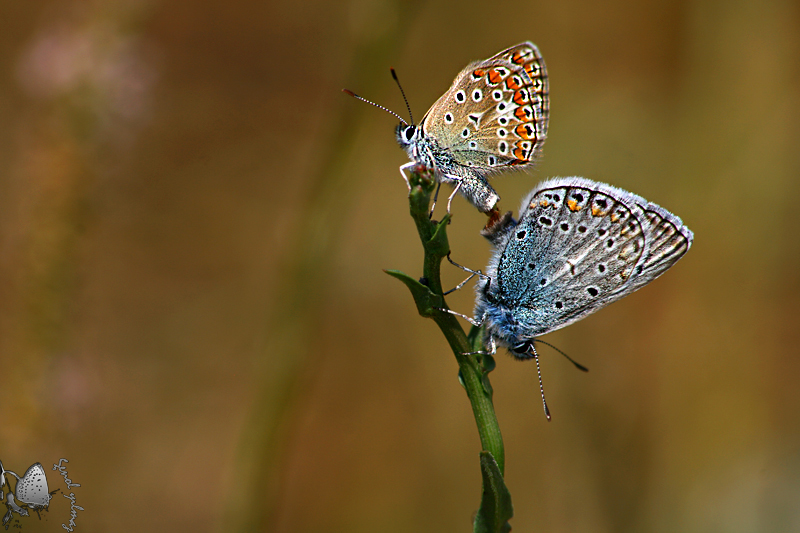 A�k ve mutluluk  3