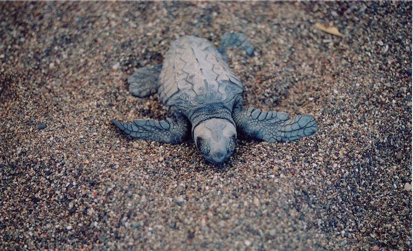 Caretta caretta