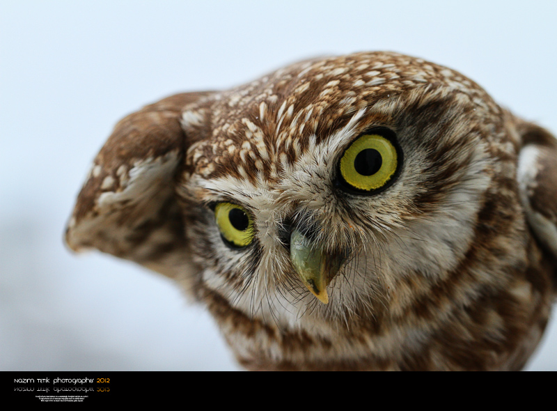 ... ::: Kukumav -2- ::: ... 