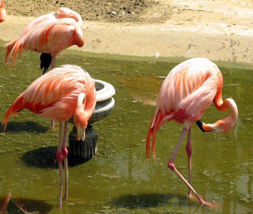 flamingolar