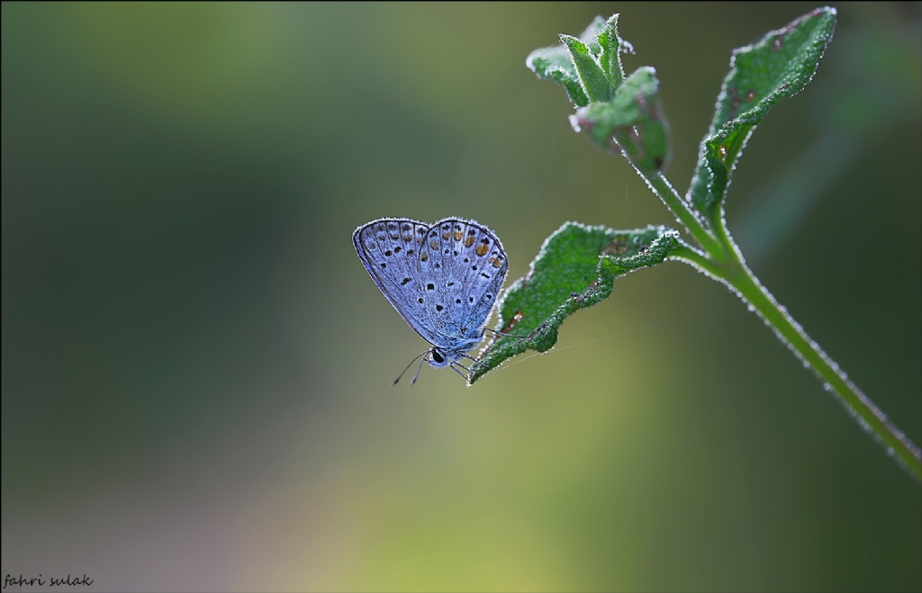 �okg�zl� Mavi (Polyommatus icarus)