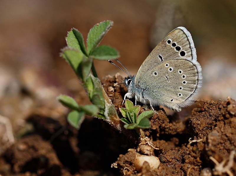 Anadolu Karag�z Mavisi