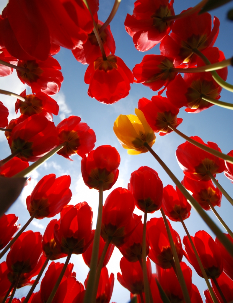 istanbul'da lale zaman