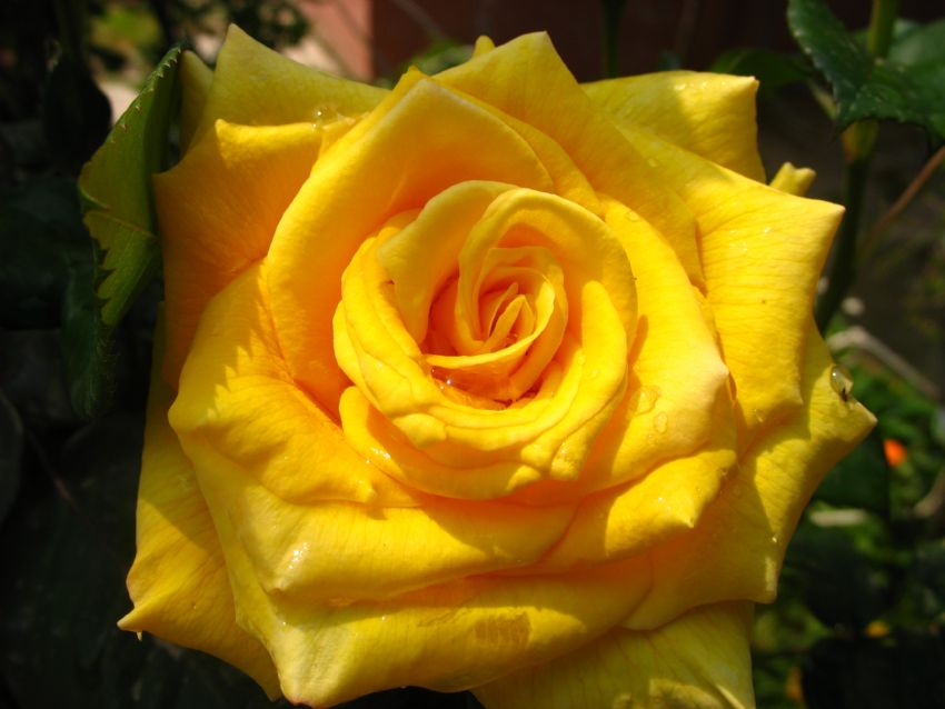 Bahemdeki Macro Manzaralar 1