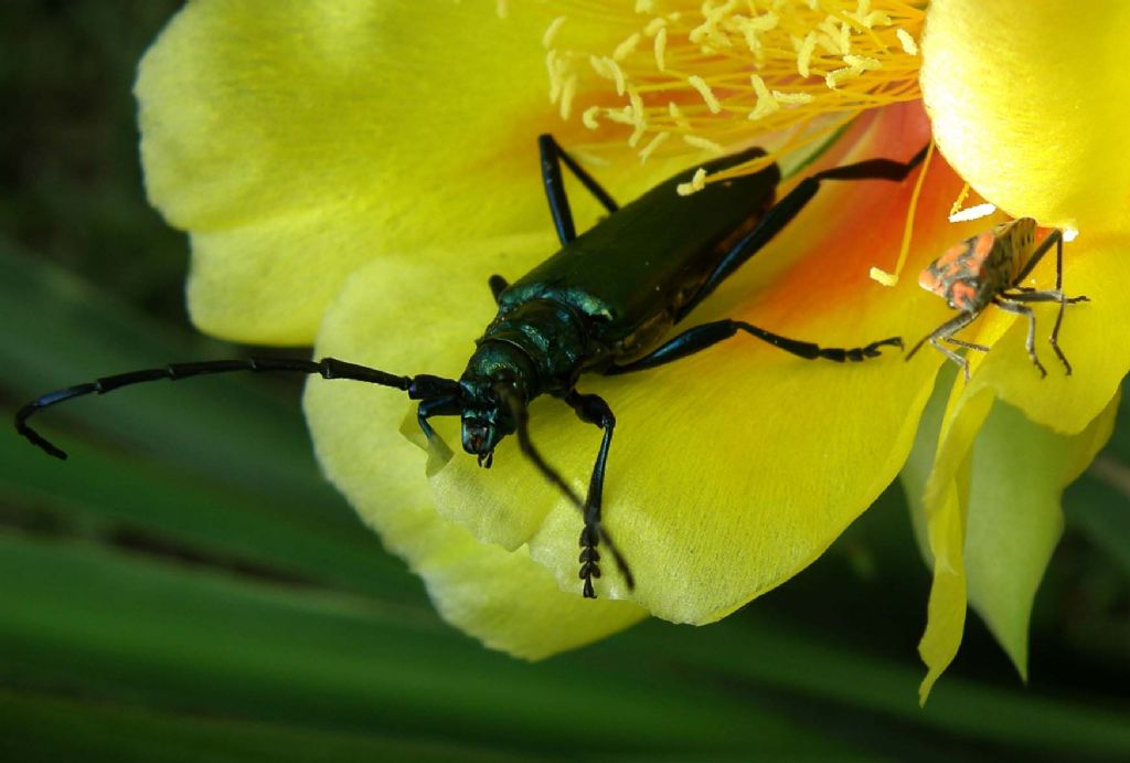 4 EKM Hayvanlar Koruma Gn