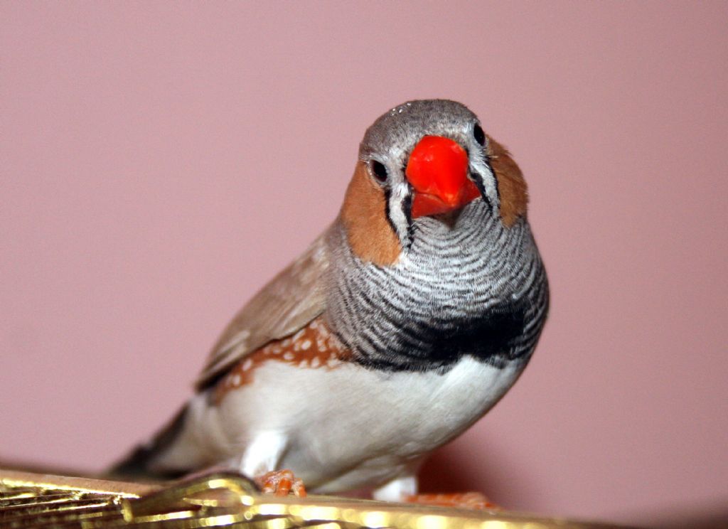 Hint Blbl-Zebra Finch