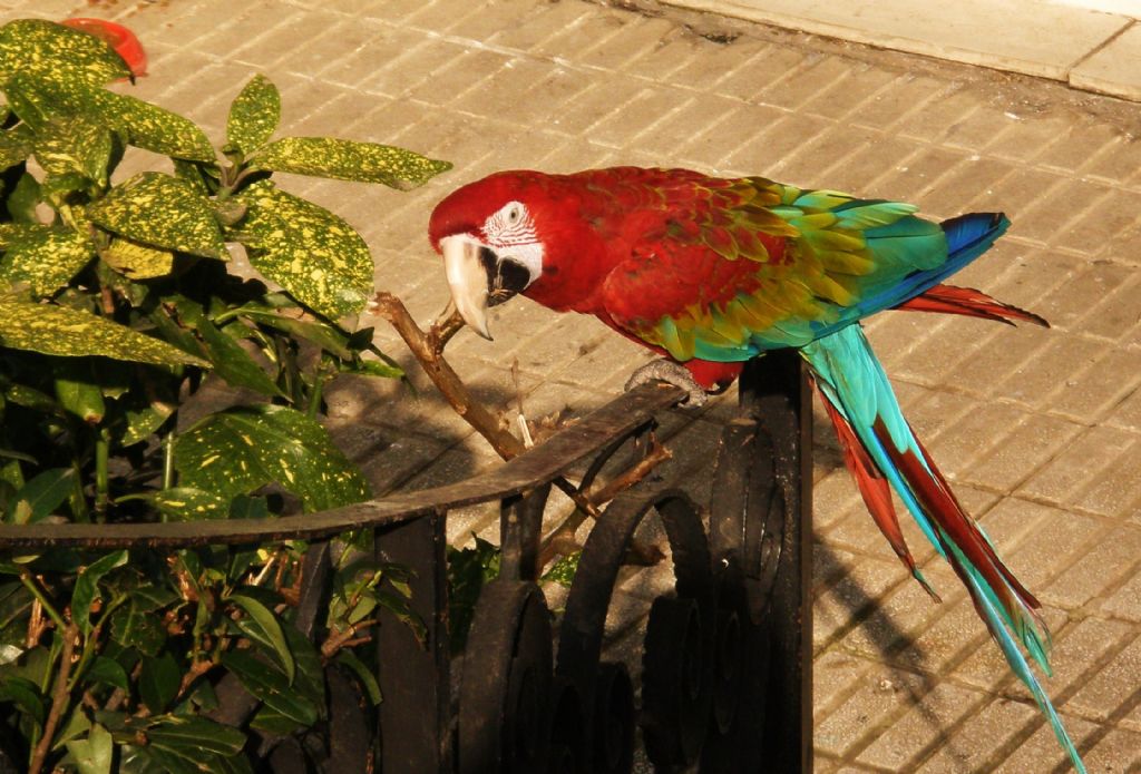 SAHBN BEKLEYEN-AHKA NER