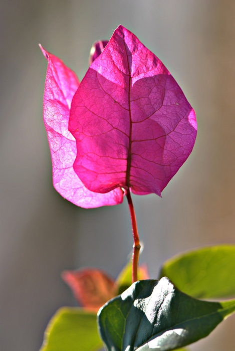 ���kl� pembe