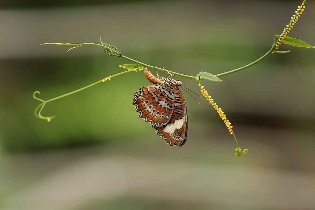 Cethosia penthesilea