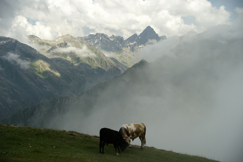 Rize Verenik Dalar