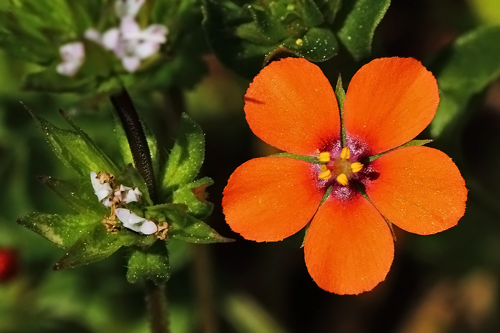 Suna Anne ve NF dostlar�ma