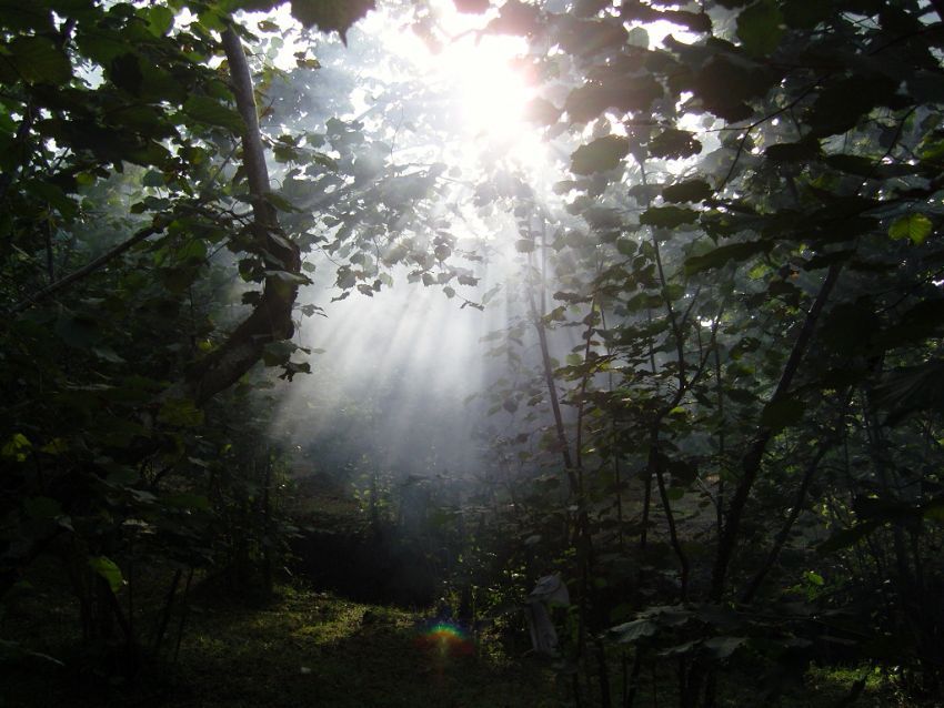 Yine yeillendi fndk dallar