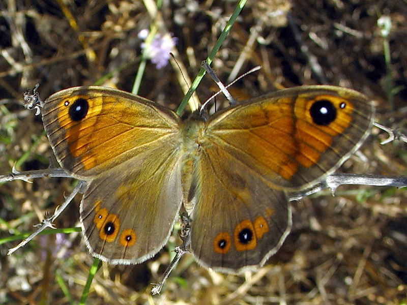 1 - Esmer Boncuk (Lasiommata megera)