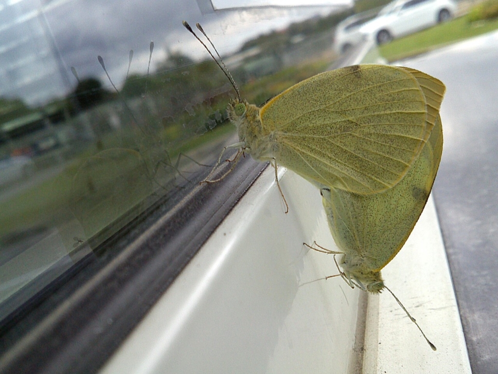 kelebek'�e ya�amak