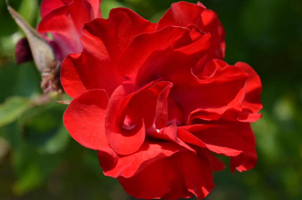 K�rm�z�-Ye�il