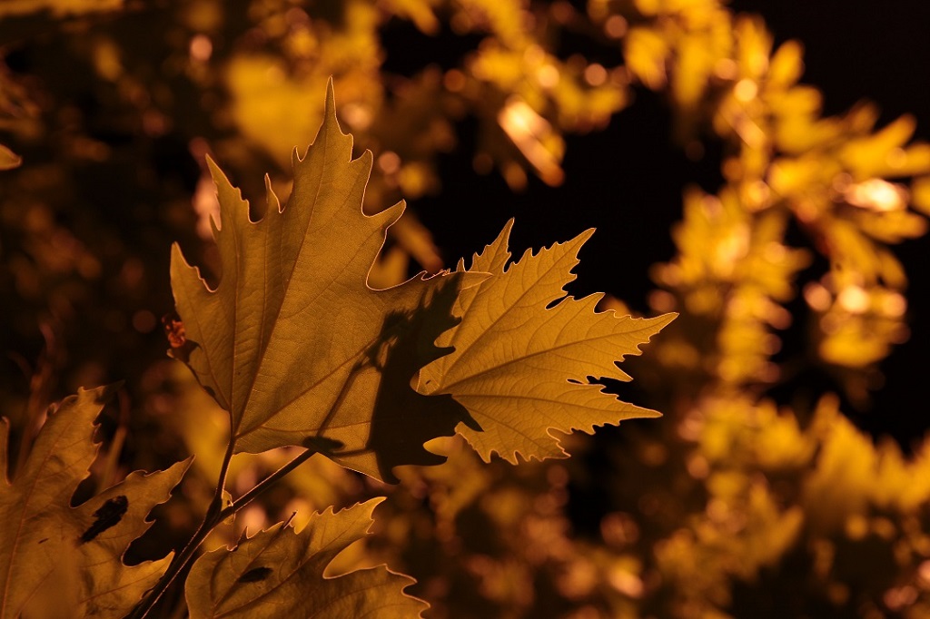 sonbahar yapraklar� 