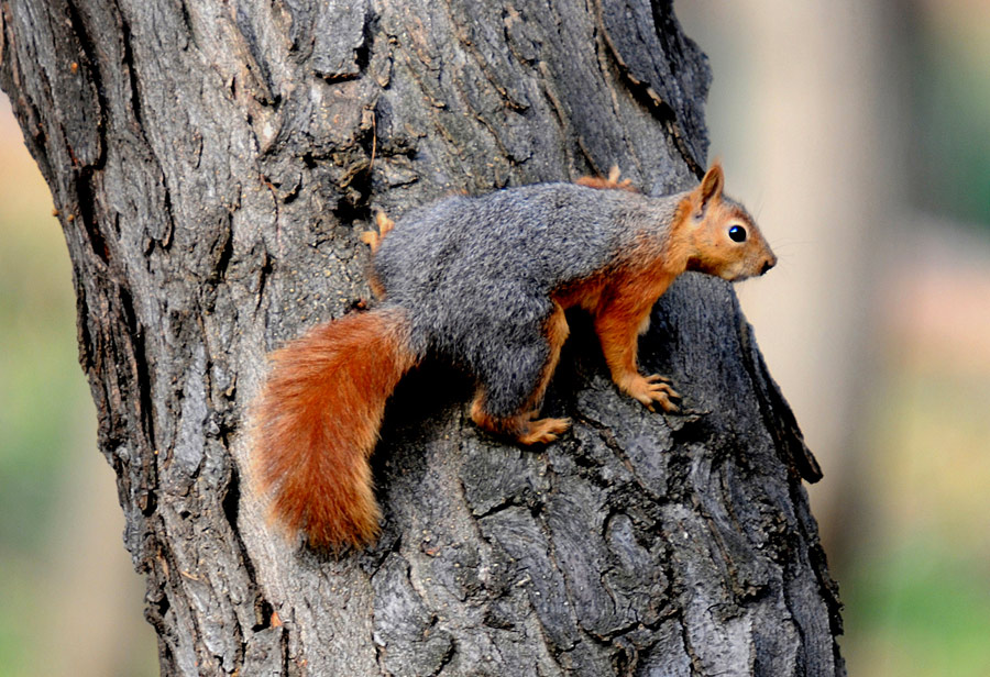 �stanbul  Sevimlisi