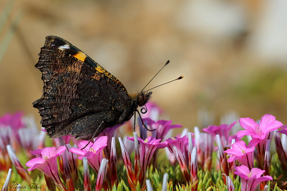 Aglais