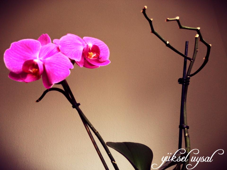 Orkidelerimden..