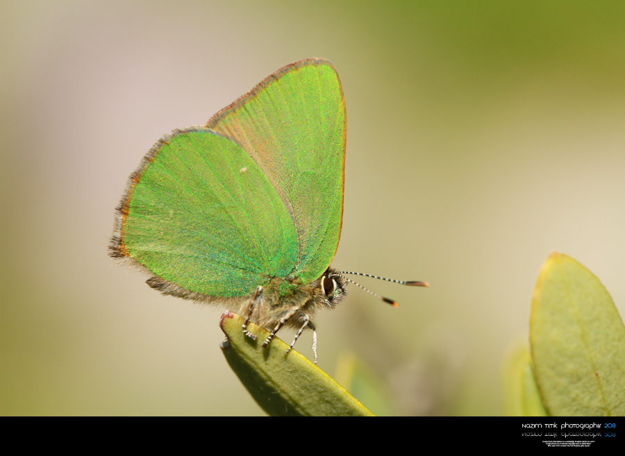 ... ::: Zmrt ::: ... 