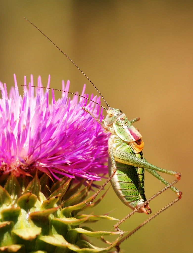 Cirkin bir �ekirge