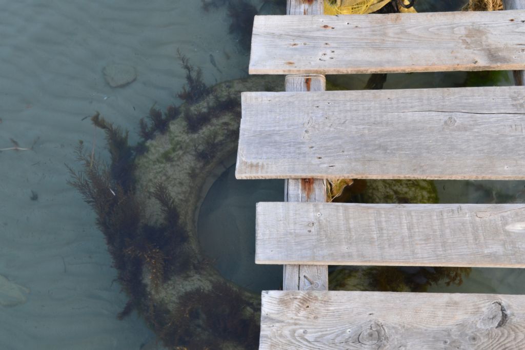 bir deniz kys gezintisinden 