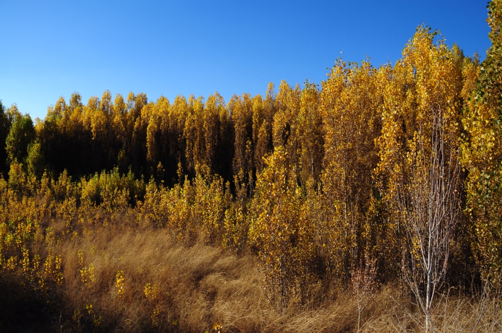 Amat�rce Bir Sonbahar Denemesi