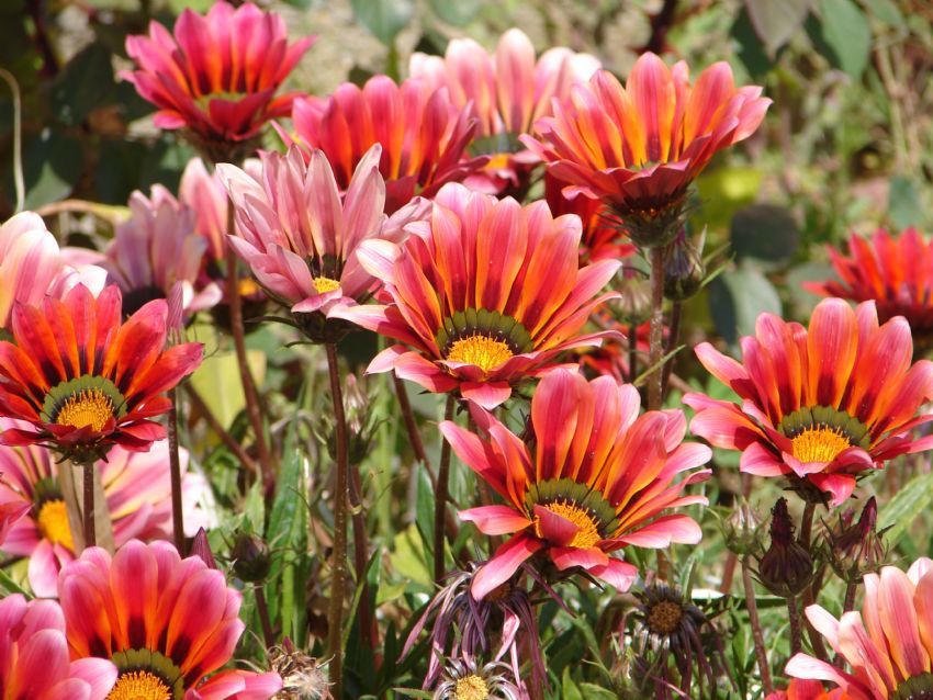 g�ne�te a�anlar