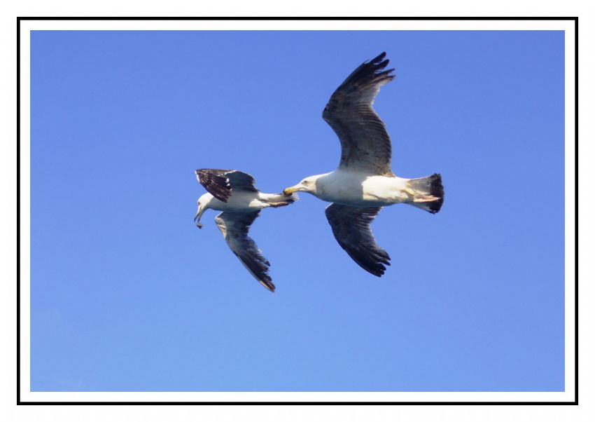 Simit Pe�inde!!!!!