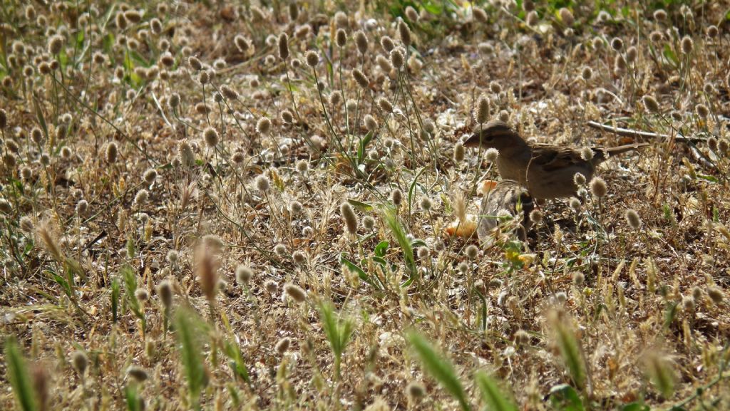 ayn renkler farkl ruhlar