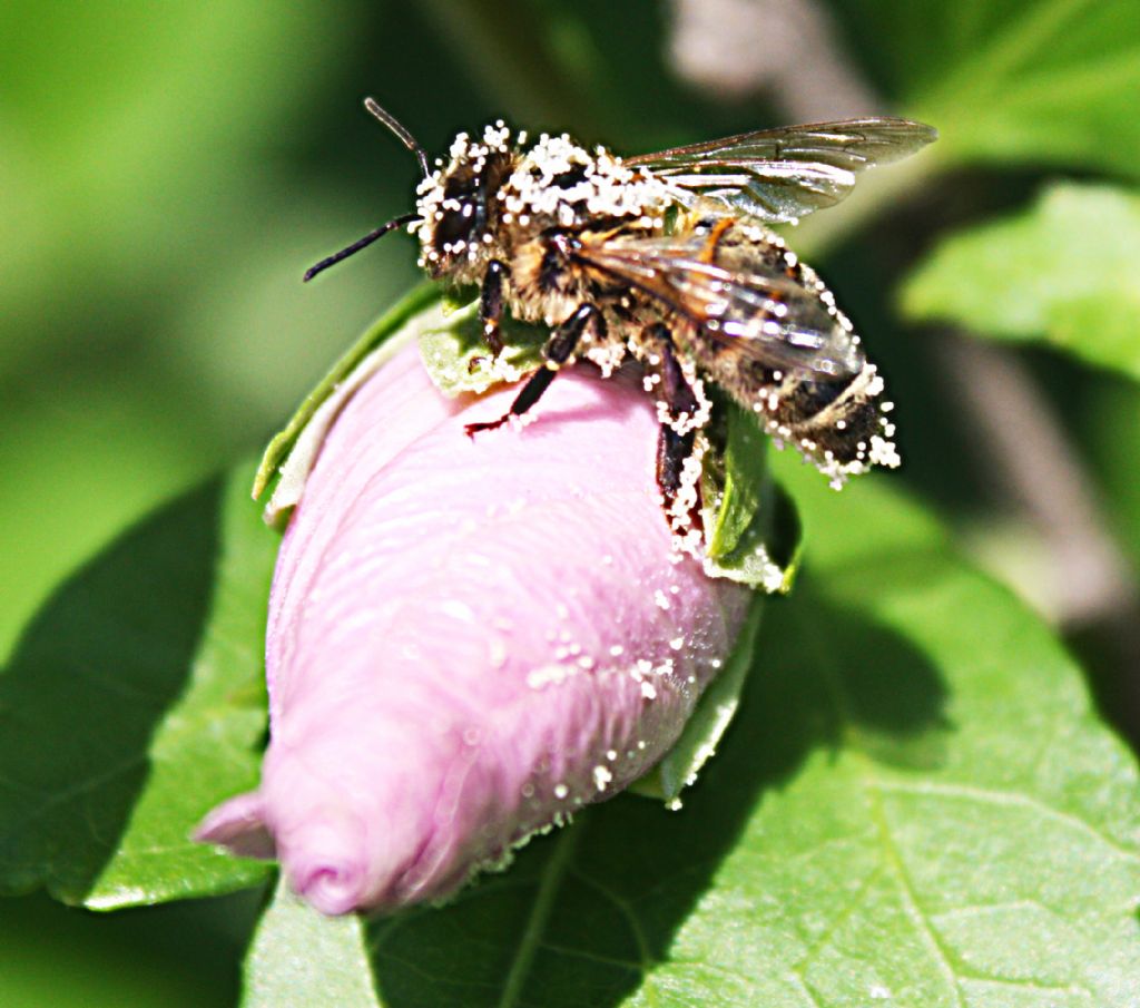 Eline Yzne Bulatrd...:)