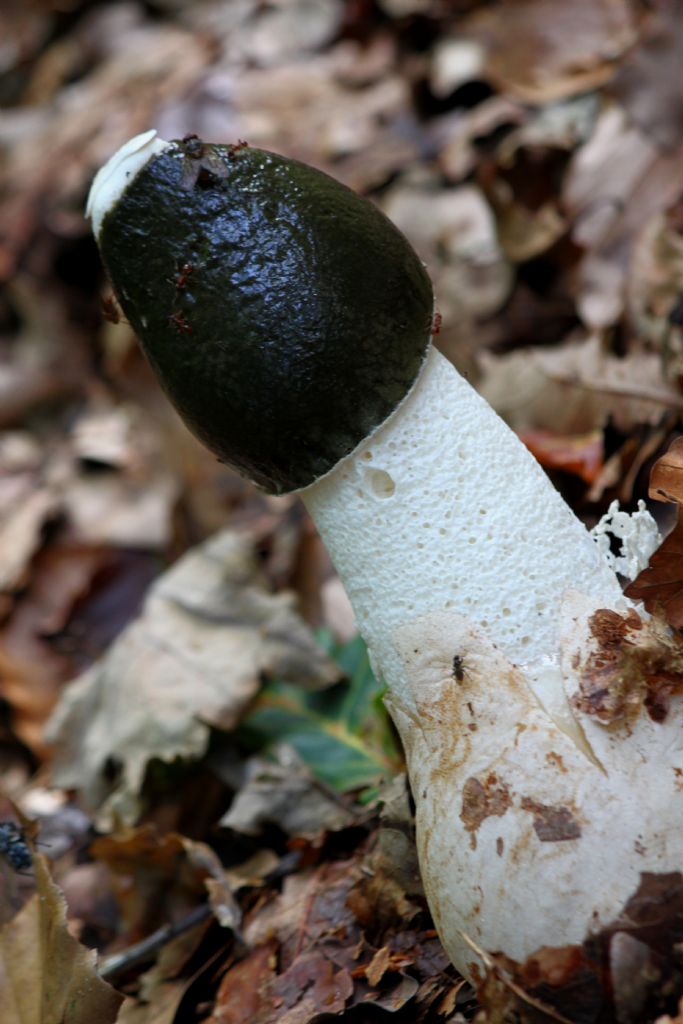 seytan yumurtasi  Phallus impudicus