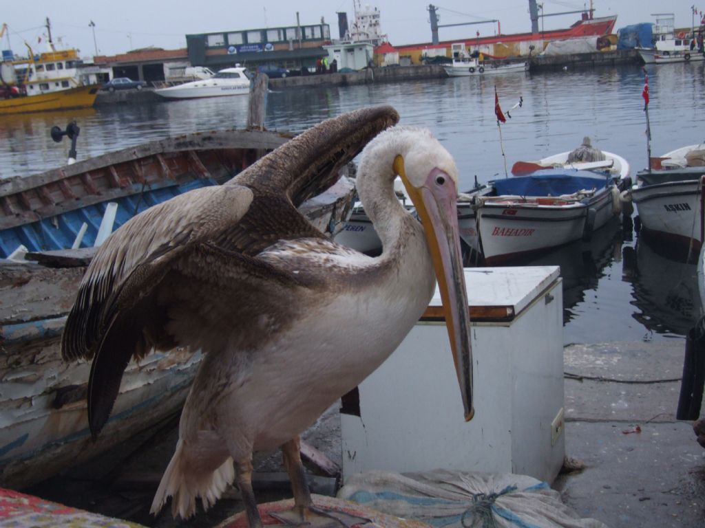 titre ve kendine gell