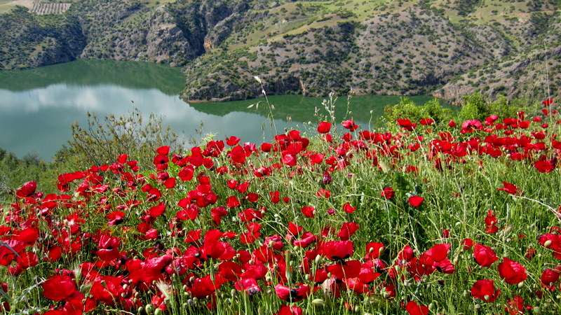 Gelincikler ve Cindere baraj