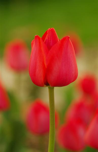 Belediye Lalesi...  :)