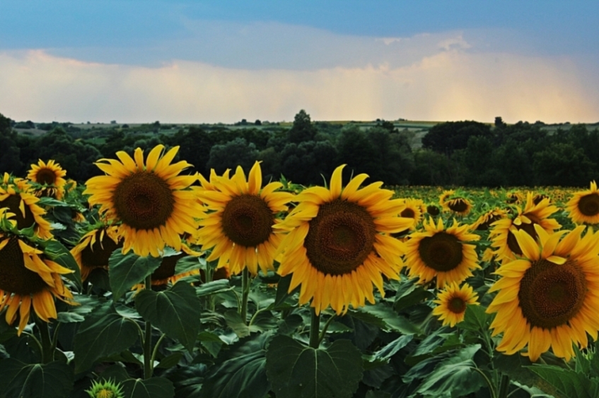 Ay�i�e�iTarlas� 